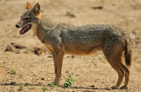 Golden jackal .
